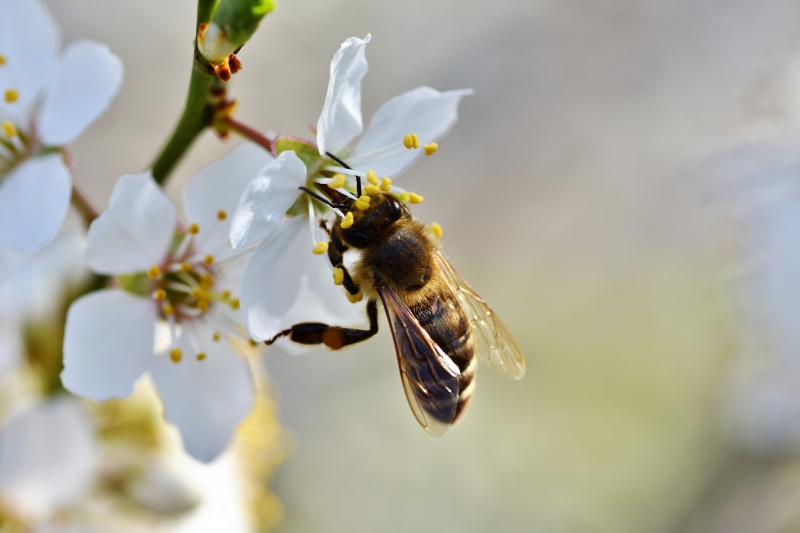 jardinerie-LA ROQUE EN PROVENCE-min_bee-4092986